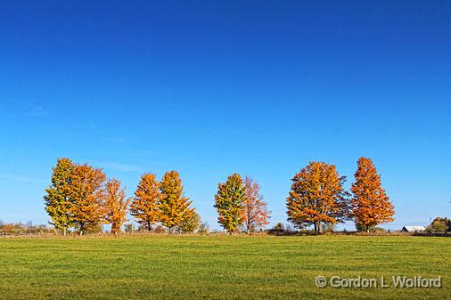 Autumn Tree Line_17850.jpg - Photographed near Rideau Ferry, Ontario, Canada.